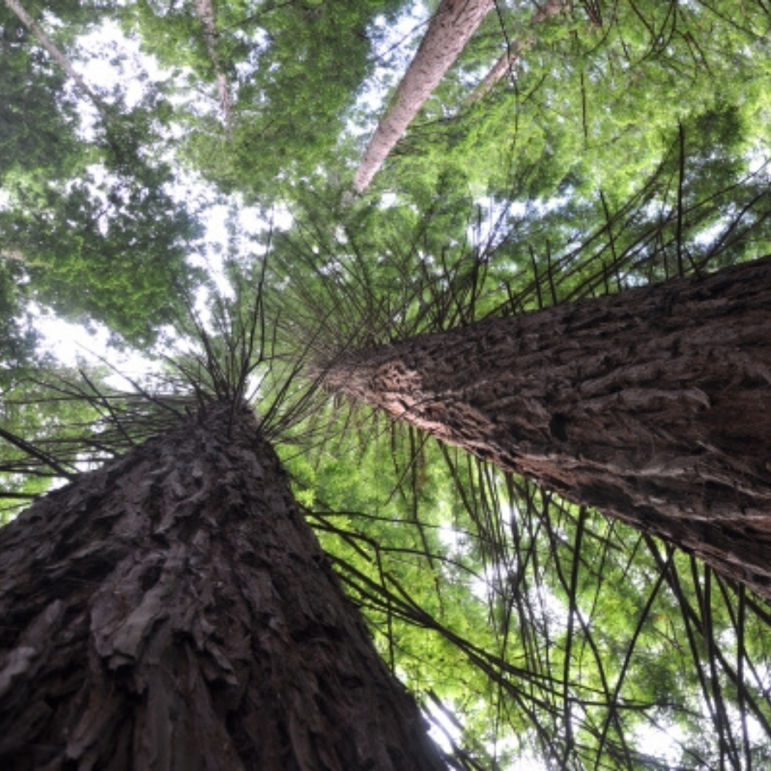 Secuoya roja Sequoia supervivens	
