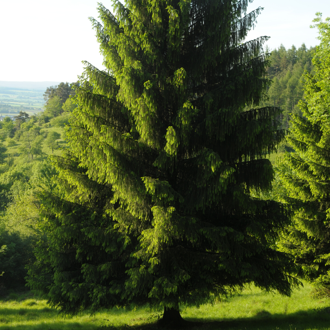 Picea común Picea abies