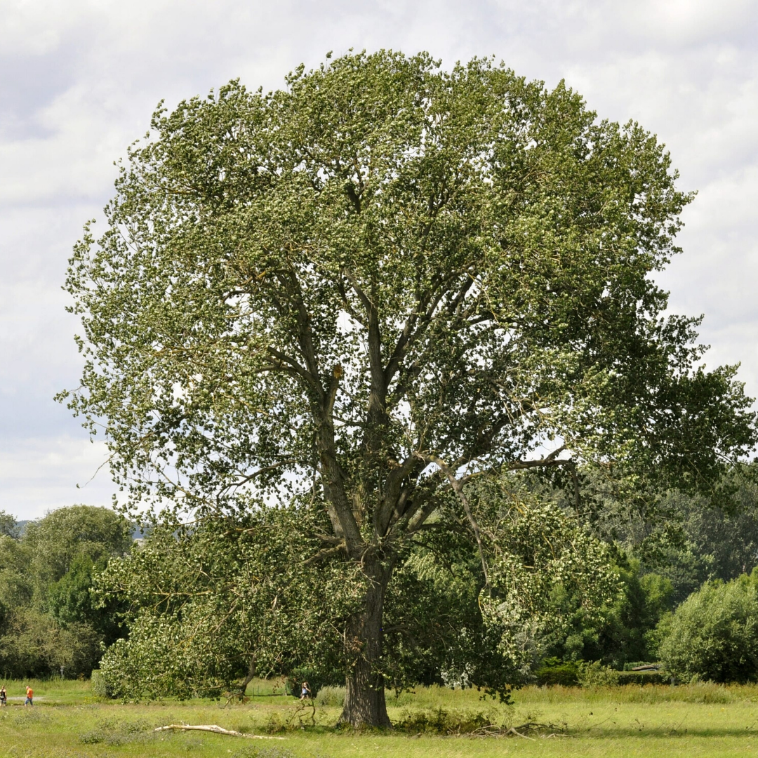 Álamo negro Populus nigra