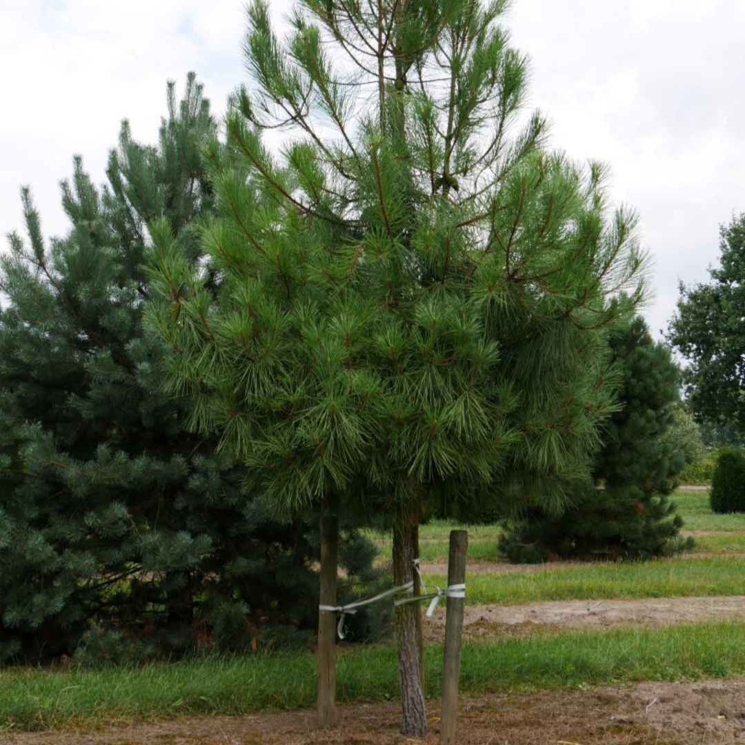 Pino rodeno Pinus pinaster